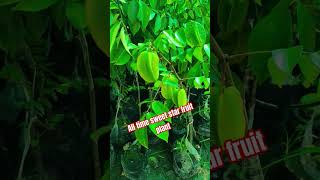 All time sweet star fruit plant available sweetstar agriculture exoticfruitplants onlineplants [upl. by Kra]