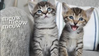 Adorable Kittens Meowing  Kitten Sounds For Cats [upl. by Nauqyaj]