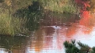 Bufflehead amp Bluejays [upl. by Namurt]