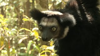 Lémuriens de Madagascar [upl. by Mcclelland]