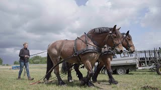 Arbeitstag der Kaltblutpferde im AGRONEUM Alt Schwerin [upl. by Hairim]