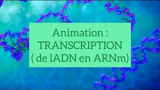 Animation pour bien comprendre la transcription de lADN en ARNm [upl. by Nyleikcaj]