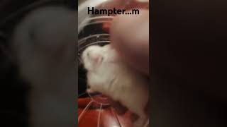 Hampter memes funny cute animals pets [upl. by Houghton]