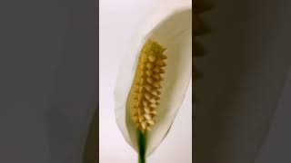 Variegated Peace Lily is in bloom shorts houseplants peacelily [upl. by Assenahs488]