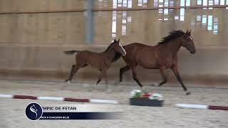 OLYMPIC DE FETAN COOPER VD HEFFINCK x CHACOON BLUE [upl. by Theodoric]