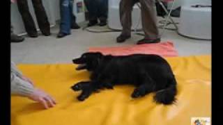 Fisioterapia Canina ao cão King  Recurso a Hidroterapia Exercicios e Electroestimulação [upl. by Hauge]