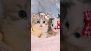 Des mignons chatons💕😻 cat cute kitten [upl. by Janette]