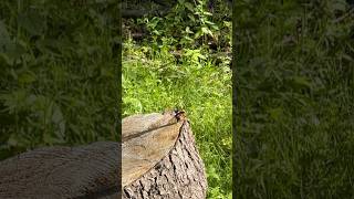 Lucanus cervus takeoff in slowmotion [upl. by Courtney]