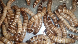 super worms farming in pakistan superworm business [upl. by Scharf]