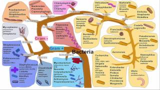 Gastritis H Pylori Gastritis [upl. by Diarmuid]