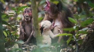 On A Food Trail The Stumptailed Macaques Search the Forest Floor For A Feast [upl. by Illyes]