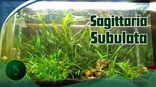 berexperimen dengan Sagittaria Subulata [upl. by Nevet]