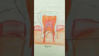 tooth diagram shorts shortsfeed viral trending tooth diagram drawing art teeth painting [upl. by Yettie]