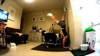 Dogs perform yoga exercise with owner [upl. by Nevin]