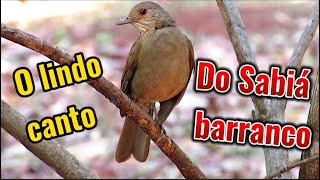 Sabiá barranco cantando Turdus leucomelas [upl. by Amaras]