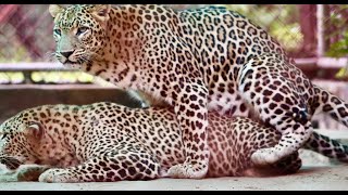 Leopard mating [upl. by Asiret]