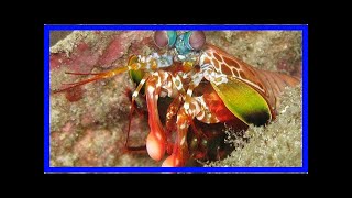 Mantis shrimp biomimicry stomatopod’s dactyl club could inspire aerospace materials football helm [upl. by Maurilla]