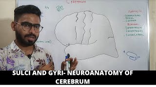 SULCI AND GYRI OF CEREBRUM  FUNCTIONAL AREAS  NEUROANATOMY OF CEREBRUM PART 1 [upl. by Sofko]