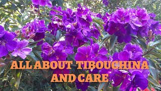 Tibouchina Plant Care Tips [upl. by Aivataj]