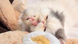 Marshmallow Kitten Development at 3 Weeks Old [upl. by Lhamaj]