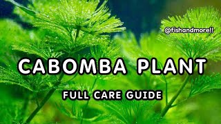 CABOMBA PLANTS FULL CARE GUIDE  HOW TO GROW CABOMBA HEALTHY IN AQUARIUM [upl. by Dorothee]