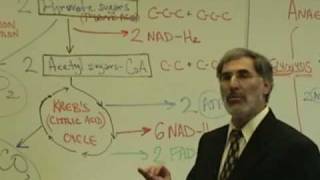 Professor Fink explains CELLULAR RESPIRATION Part 6 Krebs Cycle Electron Transport Chain [upl. by Dorion]