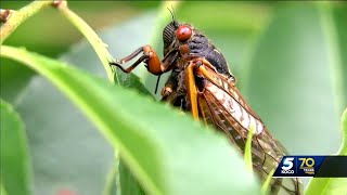 Rare insect invasion to hit parts of Oklahoma [upl. by Corell]