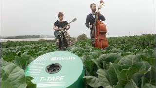 TTape Band  Lets Grow Cabbage [upl. by Vidda248]