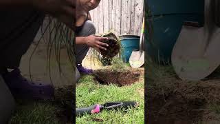 Planting Red Hesperaloe Yucca Shrub [upl. by Cavil]