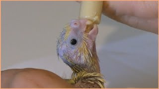 Hand feeding 3 baby cockatiels [upl. by Annair]