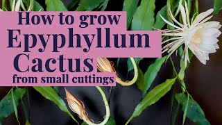 How to grow amp care for Epiphyllum  Night Blooming Cactus cuttings [upl. by Ikkela]