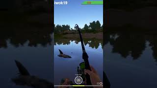 Rare Russian Sturgeon  donfising – Twitch [upl. by Akirat]