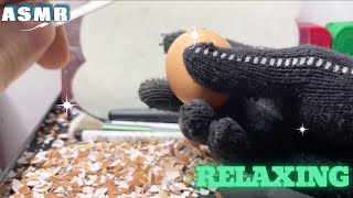 ASMR peel the shiny eggs 3 asmr relaxing [upl. by Beard23]