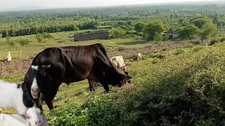 Goats and Cows life on this beautiful forest mountain [upl. by Cleodell]