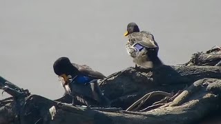 Yellowbilled ducks Anas undulata at African Animals Watering Hole  mpalaliveorg  exploreorg [upl. by Nnaed]