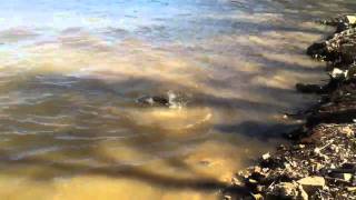 Snagging spoonbill James River Missouri 3232011 paddlefish [upl. by Ttiwed]