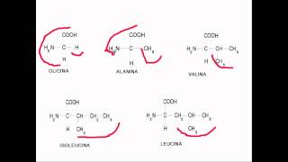 Estructura de aminoacidos y proteínas [upl. by Ellesor]