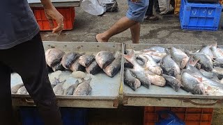 PUNE Biggest Wholesale Fish Market Ganesh Peth market [upl. by Anerak949]