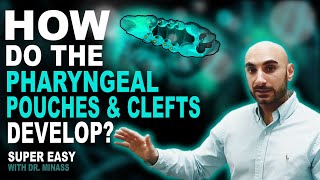 Embryology of the Pharyngeal Pouches and Clefts Easy to Understand [upl. by Eesdnil]