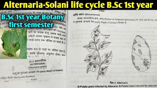 Fungi Alternariasolani life cycle Early Blight of Potato  BSc first year botany 1st semester [upl. by Standish636]