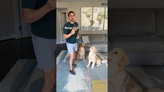 Puppy vs Adult dog reaction time challenge [upl. by Bully]