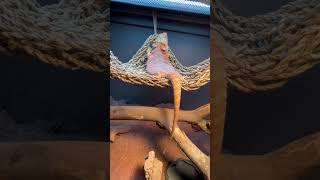 Mariah The Bearded Dragon Pancaking 🥞 beardeddragon exotic pets pancake entertainment share [upl. by Carline]