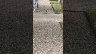 Makai is taking a brisk walk in the neighborhood shorts walking therollingstones [upl. by Bret]