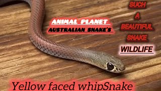 Stunning Yellowfaced whipsnake snakes snake reptile reptiles qldbrownsnake wildlifeanimals [upl. by Olleina]