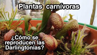 ¿Cómo reproducir una Darlingtonia californica  Plantas carnívoras [upl. by Schulze871]