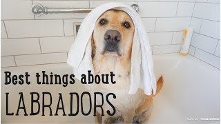 10 Best Things About LABRADORS [upl. by Raimund]