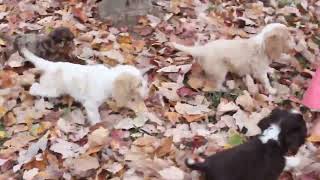 Cocker Spaniel Puppies for Sale [upl. by Guillema916]