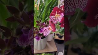 Whats in Bloom  Orchids  Chill Vibes [upl. by Alyac]