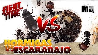 HORMIGAS VS ESCARABAJO  Hormigas Messor Barbarus [upl. by Novanod682]