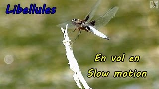 Slow motion libellules Vols au ralenti [upl. by Deppy999]